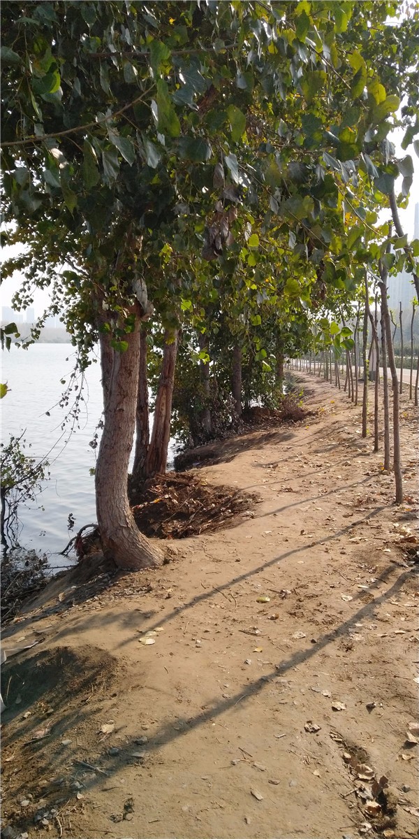 11.11临沂市区钓鱼心得-祊河 (15).jpg