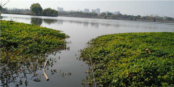 11.11临沂市区钓鱼心得-祊河 (17).jpg