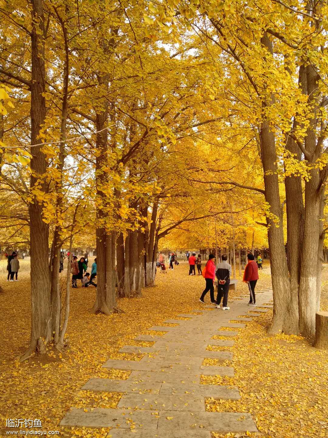 11月的临沂银杏林-五路桥南侧 (3).jpg