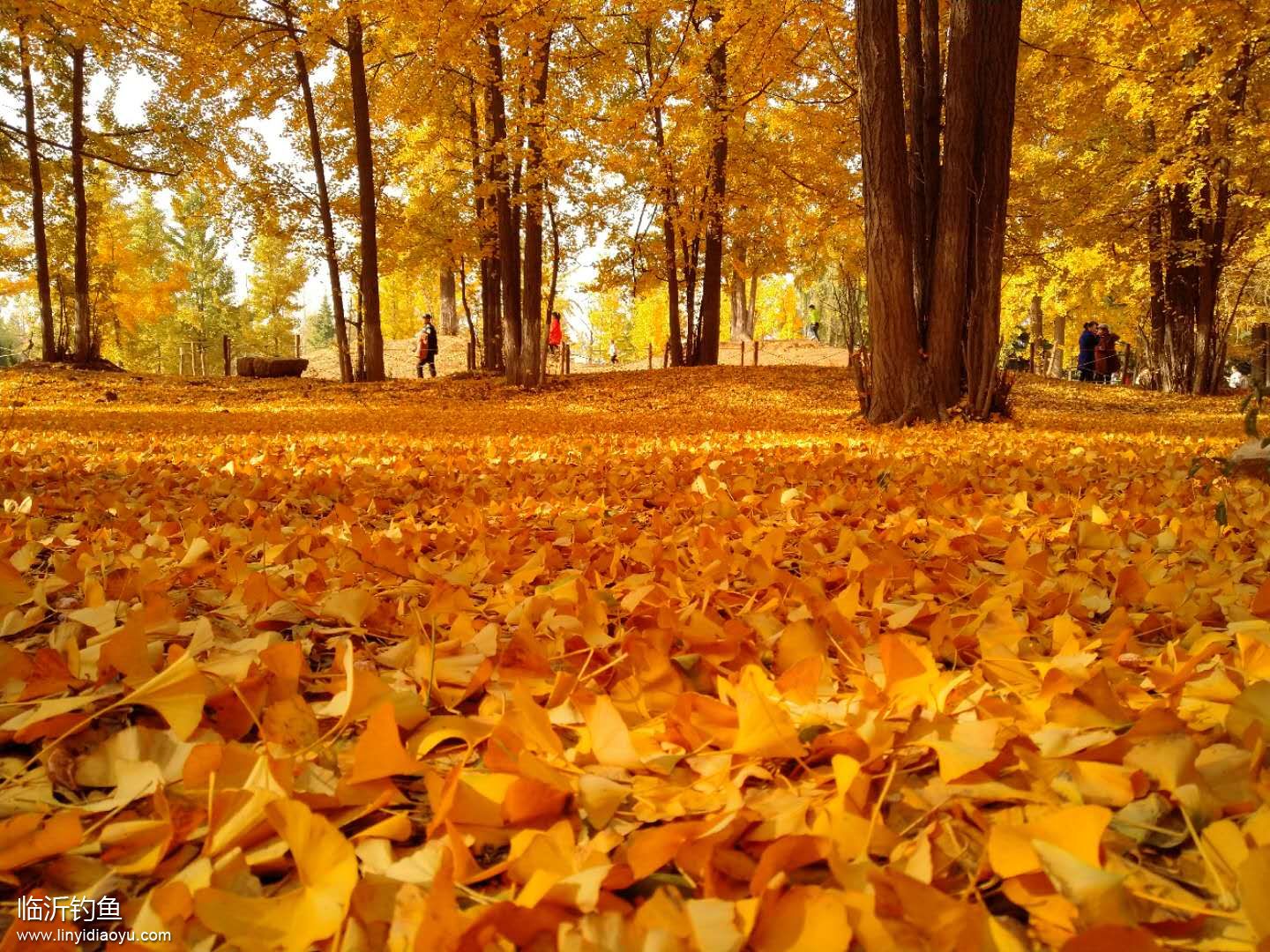 11月的临沂银杏林-五路桥南侧 (8).jpg