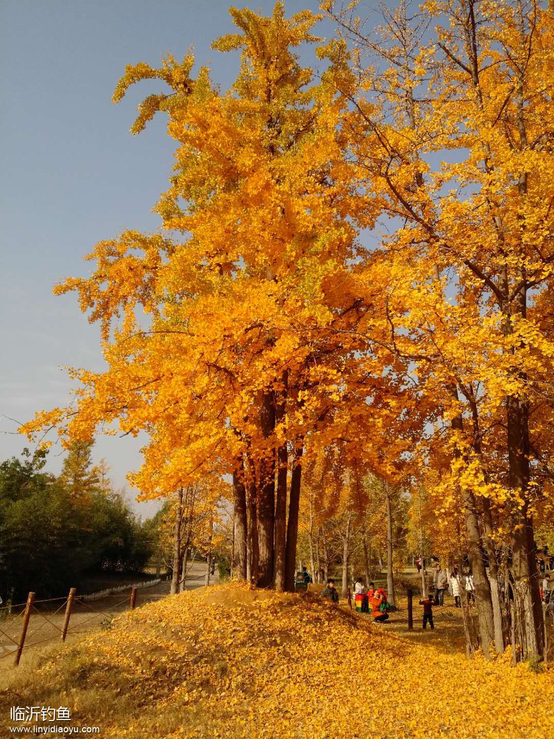 11月的临沂银杏林-五路桥南侧 (12).jpg
