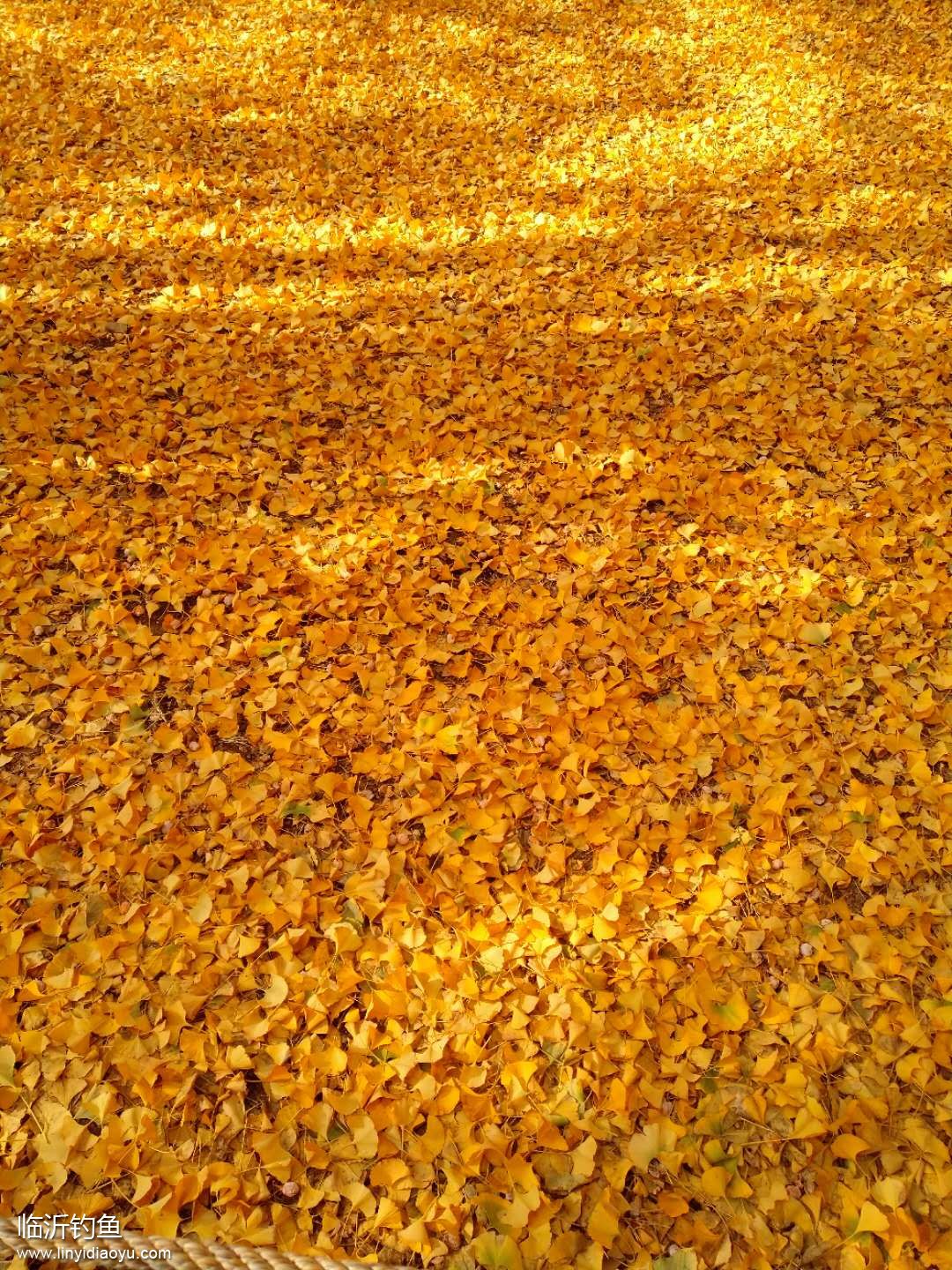 11月的临沂银杏林-五路桥南侧 (18).jpg