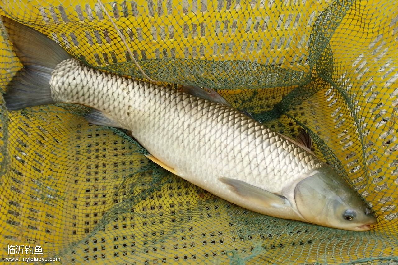 鲩鱼 草鱼 草青 混子 鲩鱼 草鱼 草青 混子