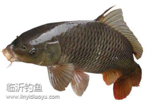 鲤鱼 鲤鱼