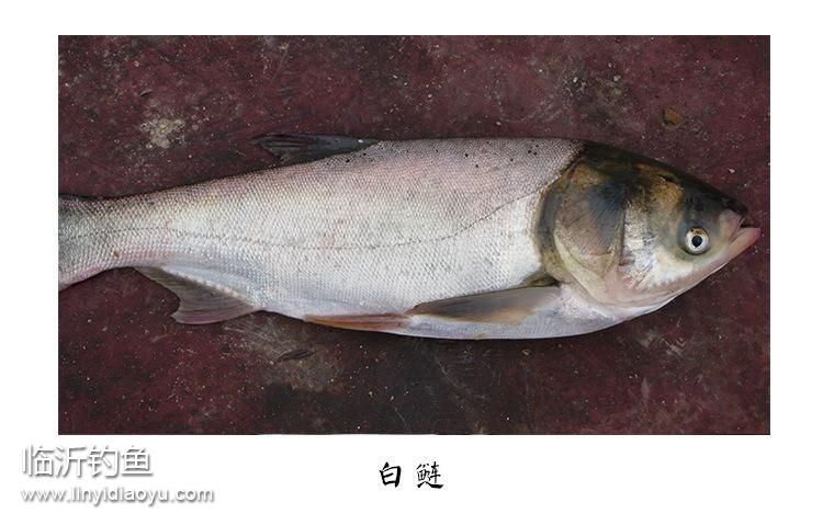 白鲢鱼 白鲢鱼