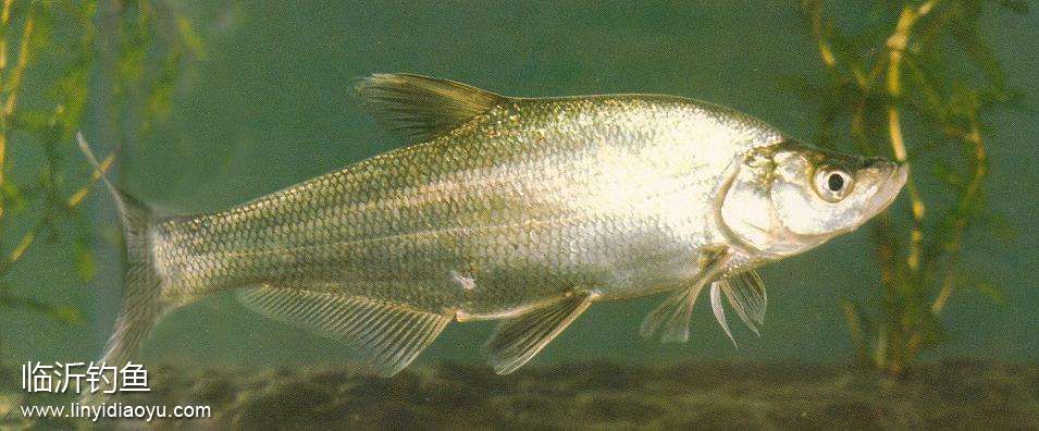 青梢红鮊 青梢红鮊