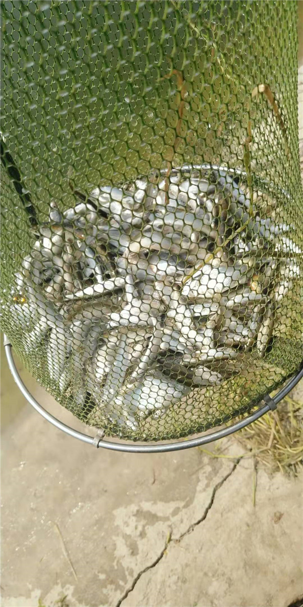 8月18日白天,祊河-三河口渔获