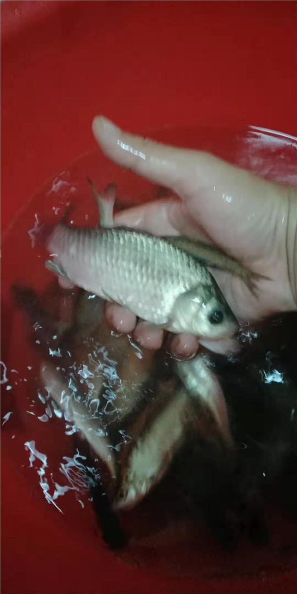 8月24日晚上,祊河-三河口渔获