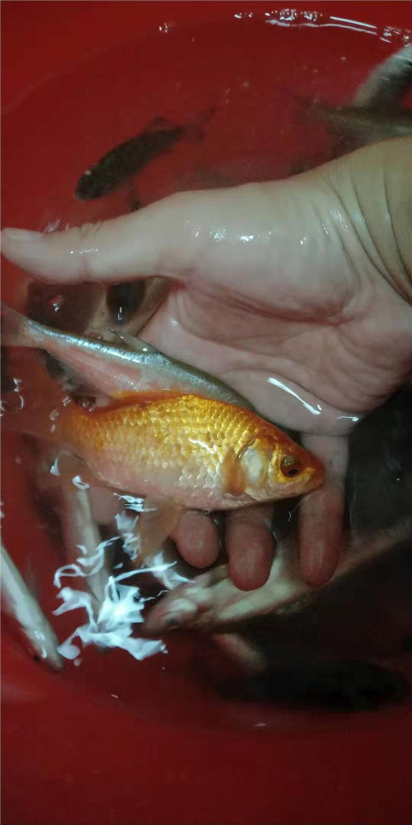 8月24日晚上,祊河-三河口渔获