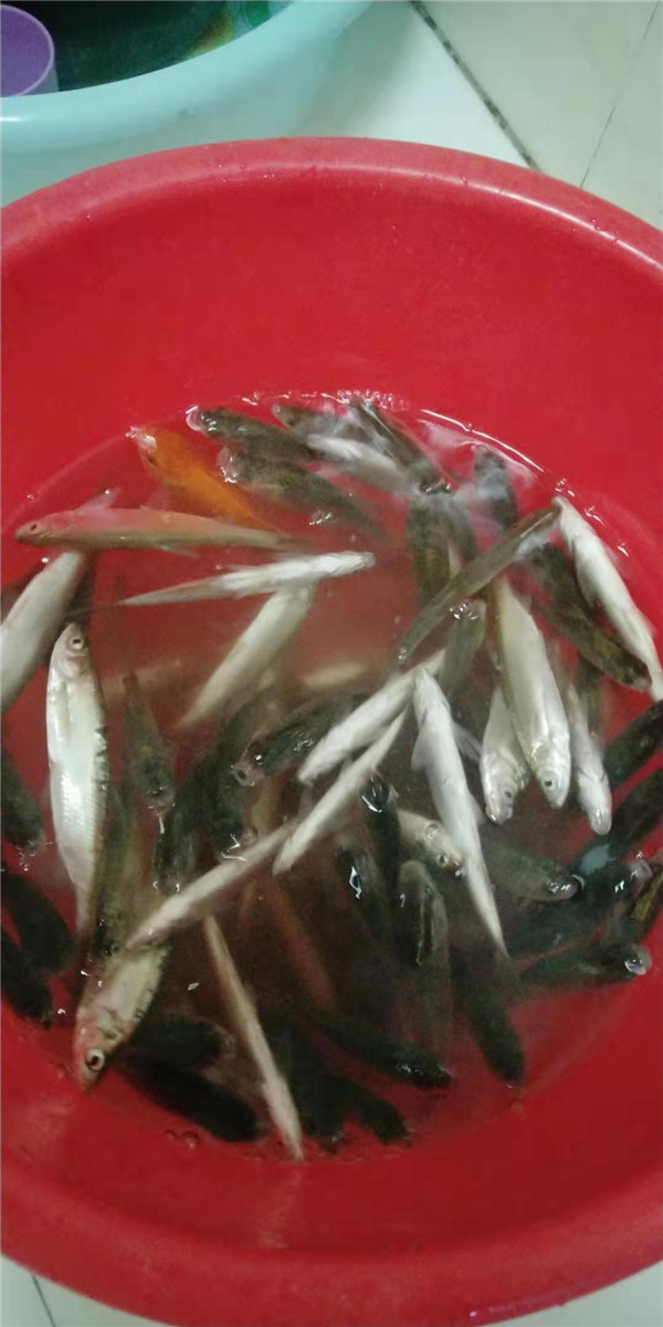 8月24日晚上,祊河-三河口渔获